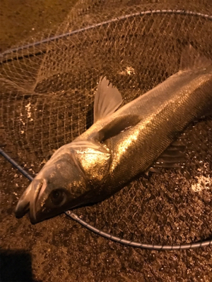 仕事帰りシーバス