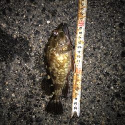 良いサイズが増えてきました