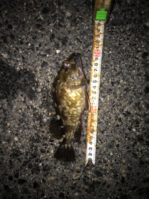 良いサイズが増えてきました