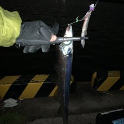 連日のタチウオ