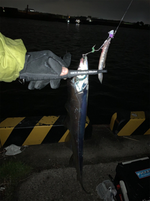 連日のタチウオ