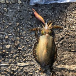 風が無いのでエギングに！