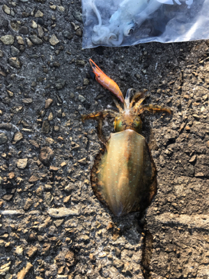 風が無いのでエギングに！