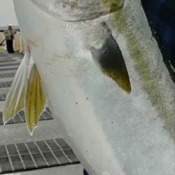 ノマセでブリ86cm