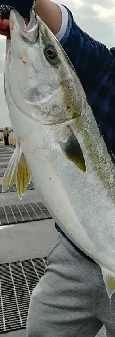 ノマセでブリ86cm