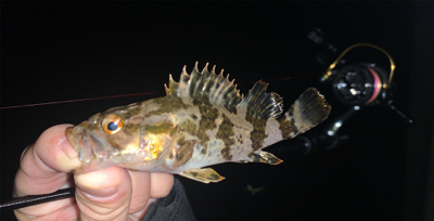 癒しのタケノコ