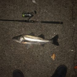 そろそろランカーを釣りたい