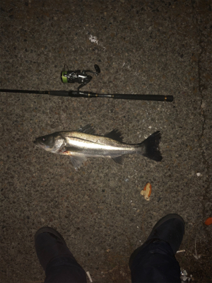 そろそろランカーを釣りたい