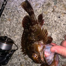 ガシラパーティー