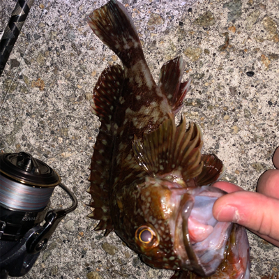 ガシラパーティー