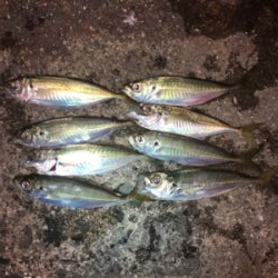 南蛮漬けにピッタリサイズ