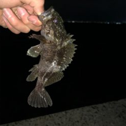 ロックフィッシュ