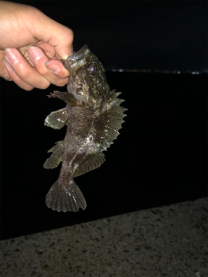 ロックフィッシュ