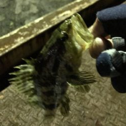 新年初のメバリング