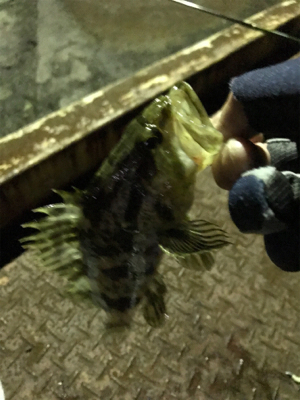 新年初のメバリング