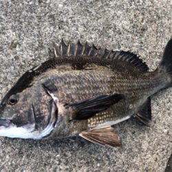 今朝のエビ撒き