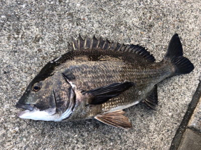 今朝のエビ撒き