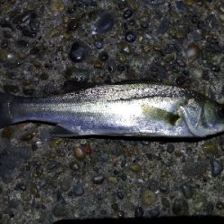 メバル、シーバス