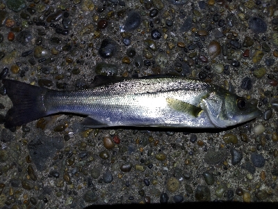 メバル、シーバス