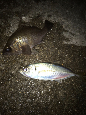 爆風アジング！