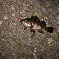 仕事帰りメバリング♫