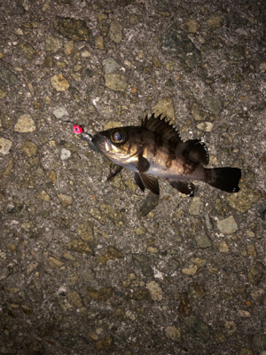 仕事帰りメバリング♫