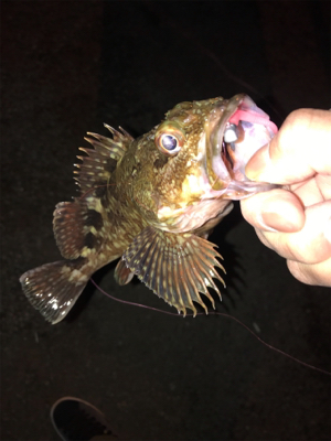 アジいてまへん