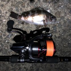 雨上がり朝マズメメバリング