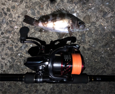 雨上がり朝マズメメバリング