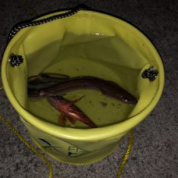 アナゴシーズン？