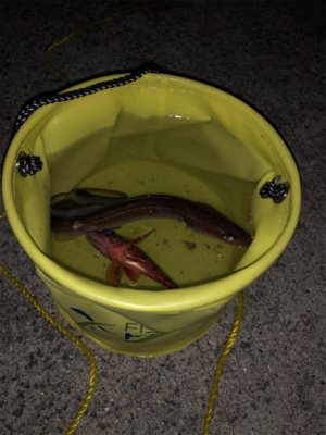 アナゴシーズン？