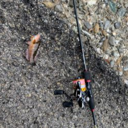 コウイカ狙いのショアティップラン！