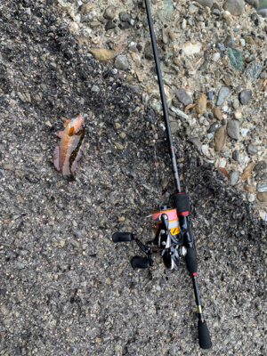 コウイカ狙いのショアティップラン！