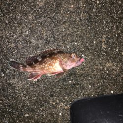 今年初フィッシュ!