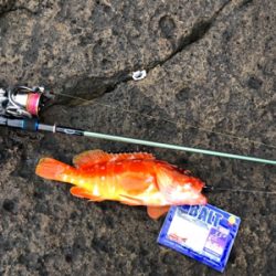 マルヒサ渡船 ウィンターロックフィッシュゲーム