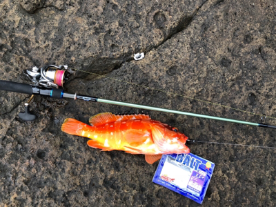 マルヒサ渡船 ウィンターロックフィッシュゲーム