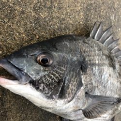 イワシの群れ活性高い