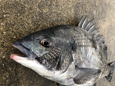 イワシの群れ活性高い