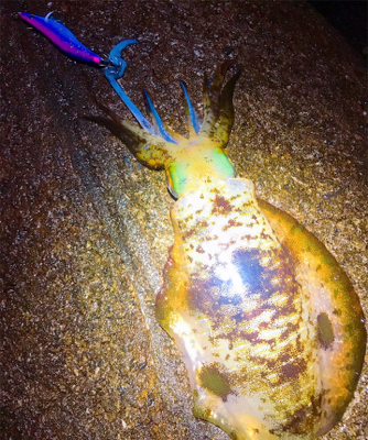 雨の中エギング