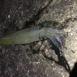 やっと、今年初イカ