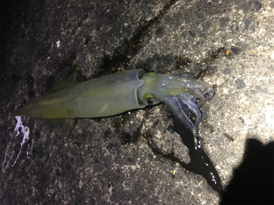 やっと、今年初イカ