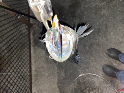 2020年初シーバス