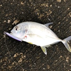 朝まずめのライトジグ