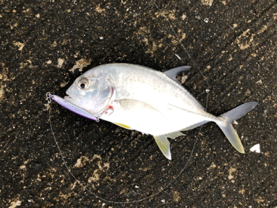 朝まずめのライトジグ