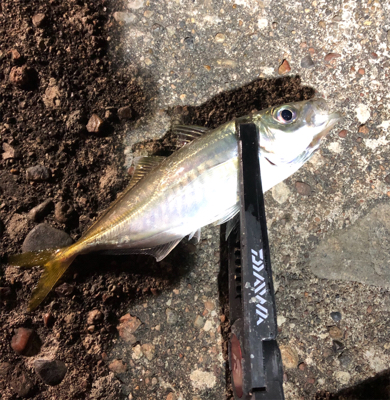 大潮最終回遊アジ調査♪