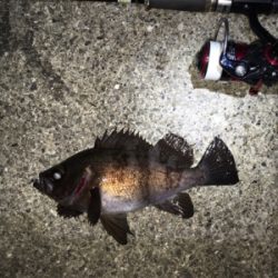 明石でライトゲーム