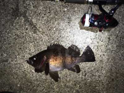 明石でライトゲーム