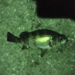 中アジは。。。