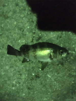 中アジは。。。