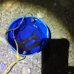 五目釣り目指して‼︎